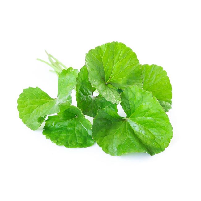 Centella plany leaves